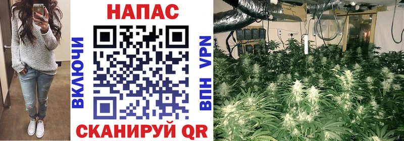 купить наркоту  Кингисепп  Каннабис семена 